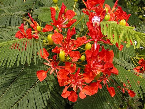 樹開花|鳳凰木